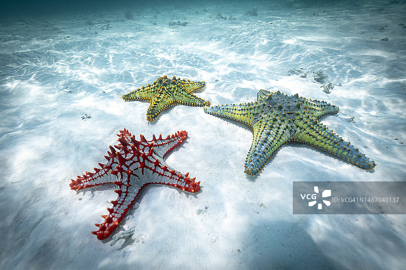 绿松石清澈海水中水下的彩色海星图片素材