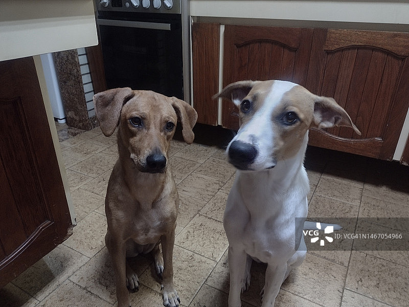 厨房里的比斯特卡和卡内拉图片素材