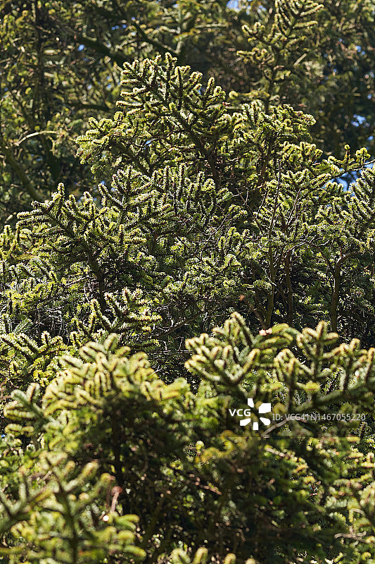 诺德曼冷杉图片素材