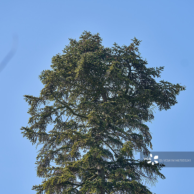 诺德曼冷杉图片素材