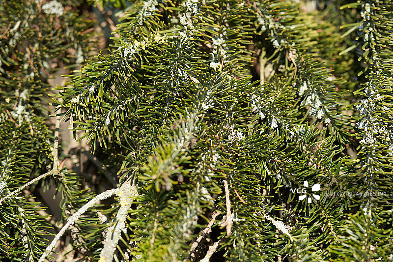 诺德曼冷杉图片素材