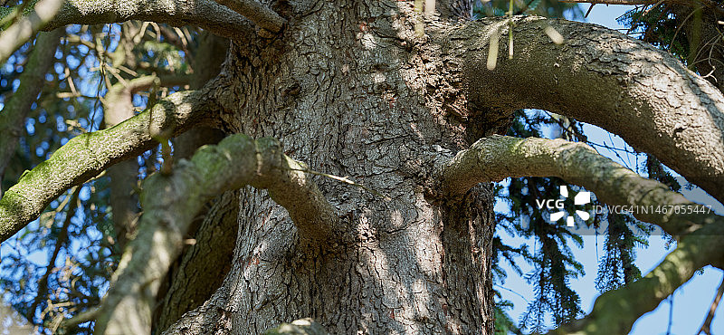 诺德曼冷杉图片素材