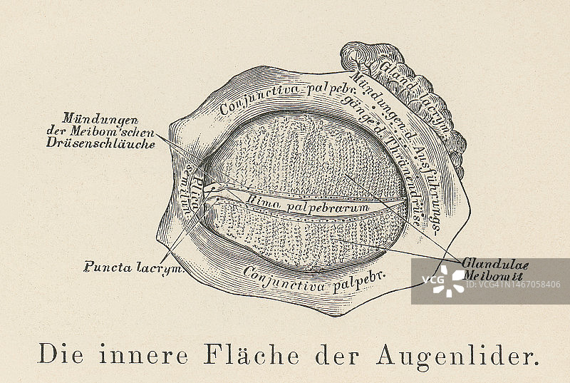 眼睑解剖结构的古老雕刻插图：眼睑内表面（睑板腺）图片素材