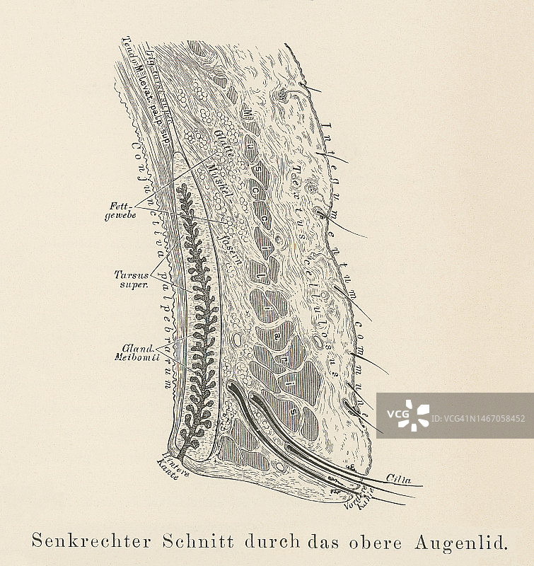 眼睑解剖结构古老雕刻插图：上眼睑横截面图片素材
