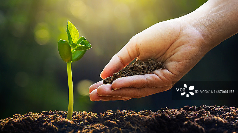 日落时分，男性手部特写种植树苗图片素材
