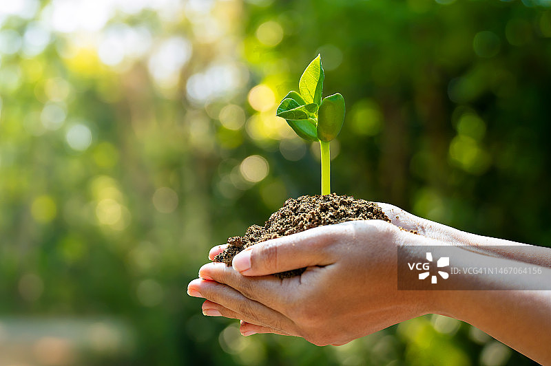 手托心形树，世界地球日图片素材
