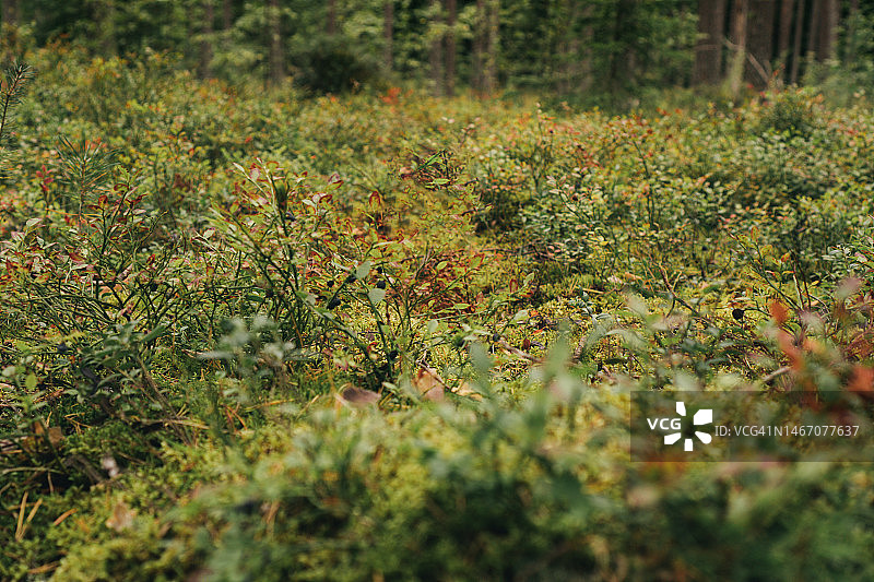 魔法松木草坪。暗色调绿色森林苔藓。美丽的自然背景图片素材