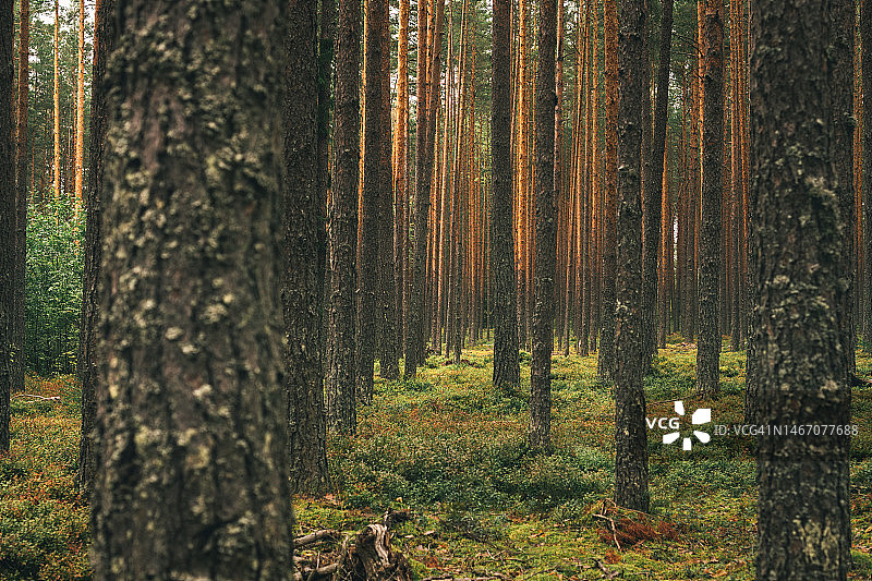 穿过魔法松树林的道路，深绿色森林，美丽的自然背景图片素材