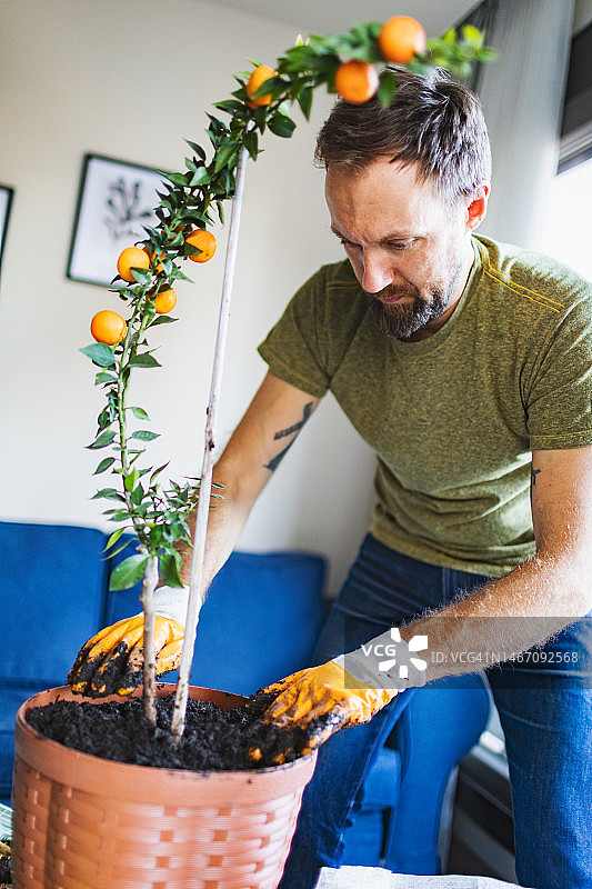 成年男人盆栽柑橘类植物图片素材