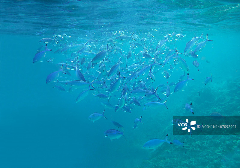 马尔代夫水下条纹金线鱼图片素材