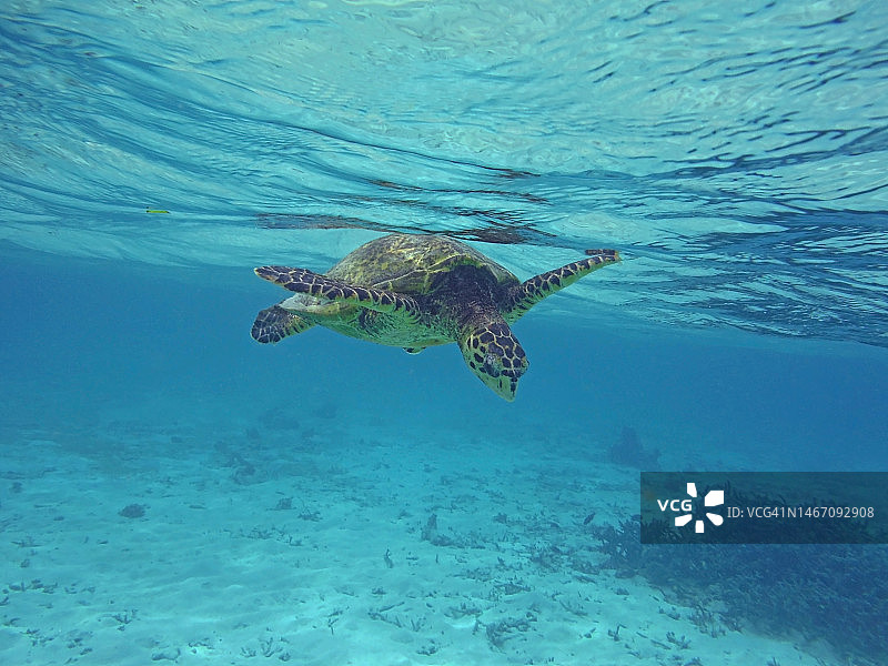 马尔代夫玳瑁从水面下潜图片素材