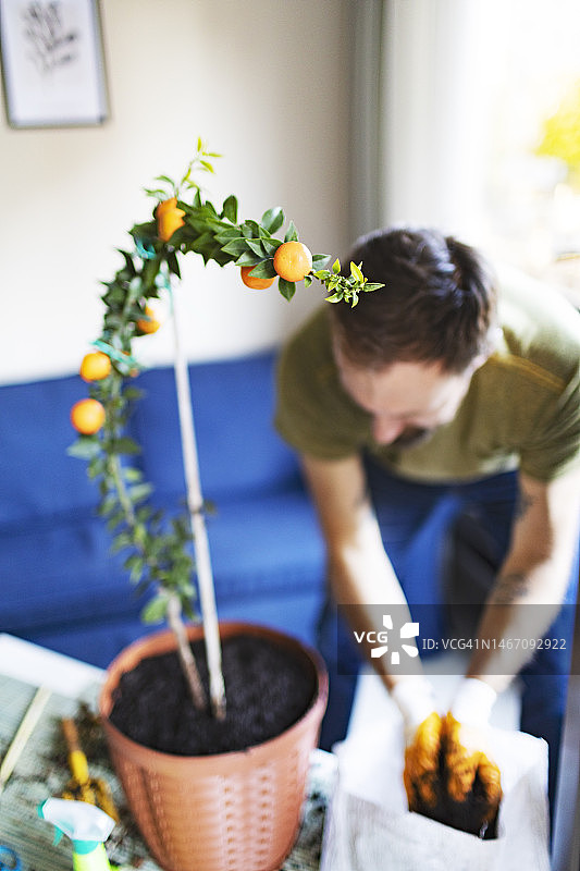 成年男人盆栽柑橘类植物图片素材