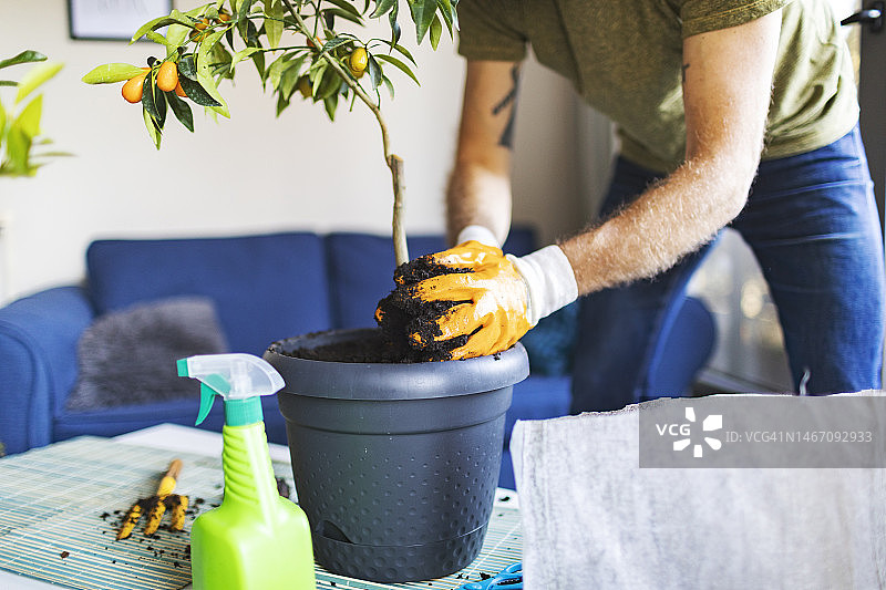 成年男人盆栽柑橘类植物图片素材