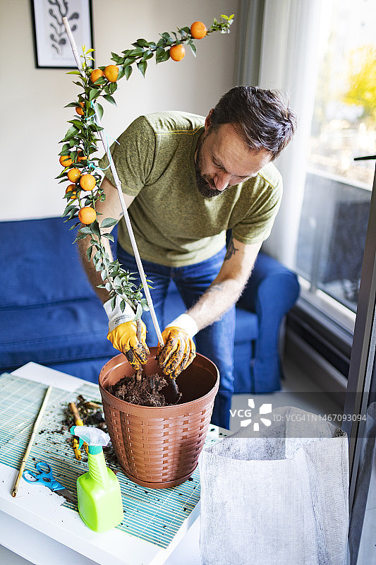 成年男人盆栽柑橘类植物图片素材