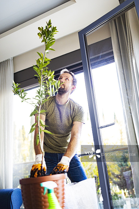 成年男人盆栽柑橘类植物图片素材