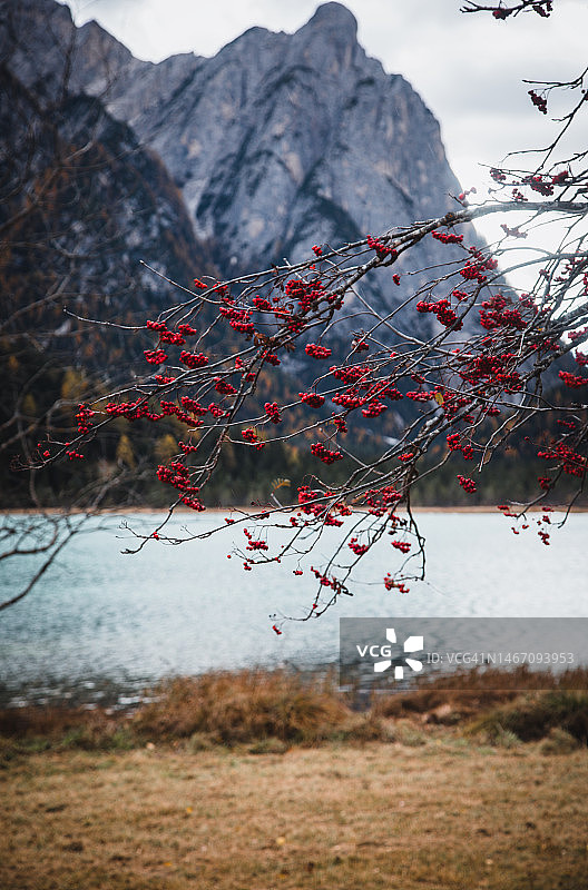 多贝克湖的红色荚蒾玫瑰浆果图片素材