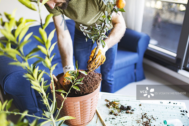 成年男人盆栽柑橘类植物图片素材