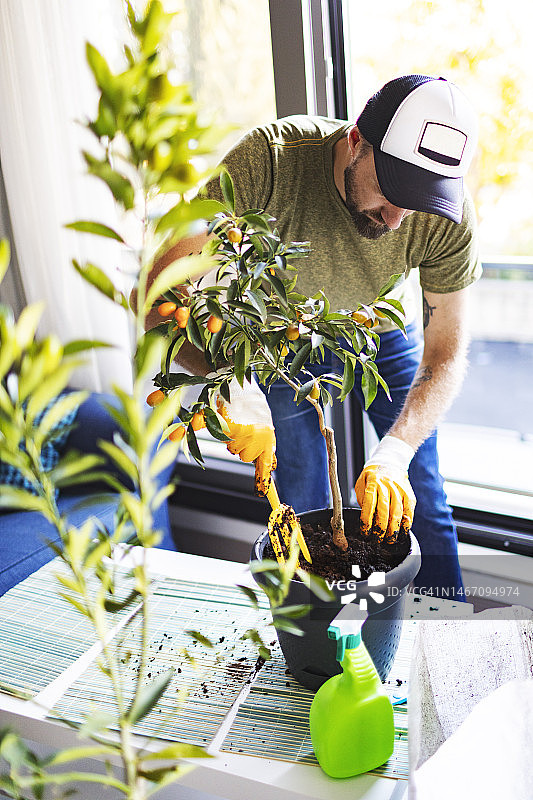 成年男人盆栽柑橘类植物图片素材