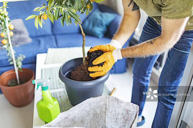 成年男人盆栽柑橘类植物图片素材