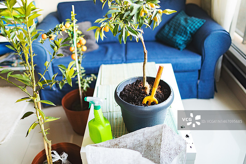 室内盆栽图片素材