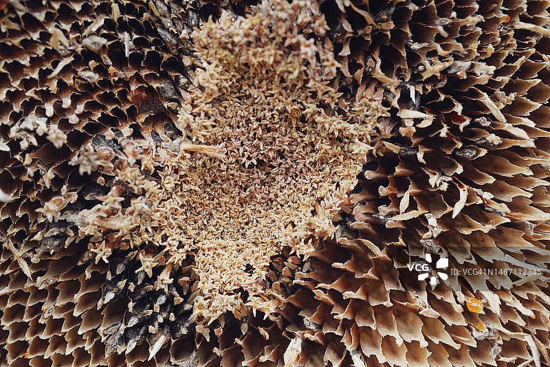 昆虫及其后代微距摄影图片素材