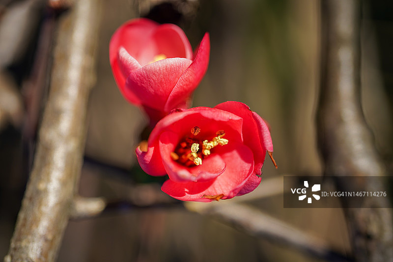 树林里漂亮的小红花图片素材