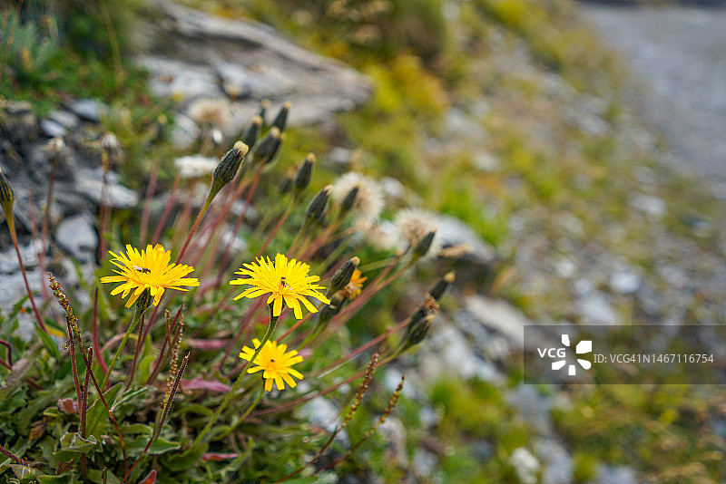岩石和鹅卵石间的植被与山地草甸图片素材