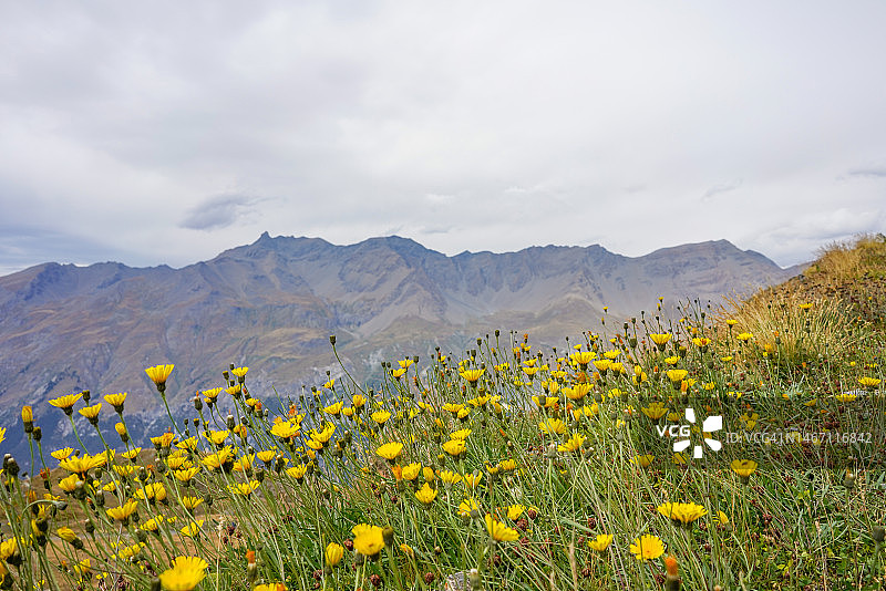 岩石和鹅卵石间的植被与山地草甸图片素材