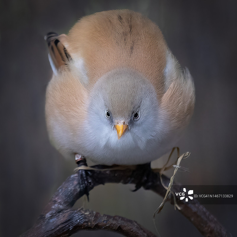 雌性须雀图片素材