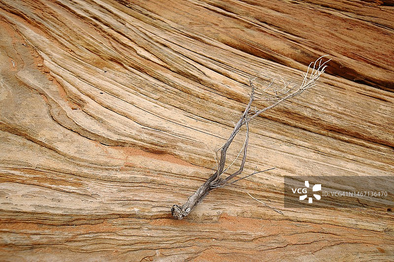 纹理岩石上干燥树枝的抽象图案图片素材