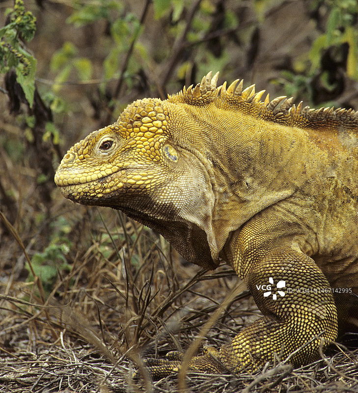 加拉帕戈斯群岛上的陆鬣蜥图片素材