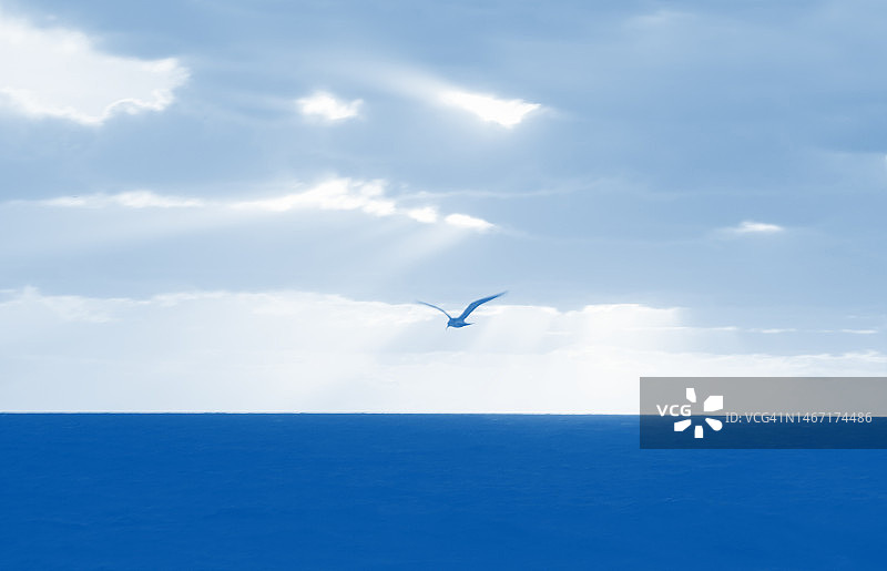 多云天空下海天一色的飞鸟图片素材