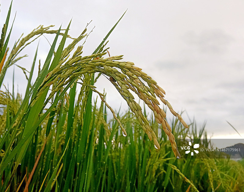 水稻丰收季图片素材