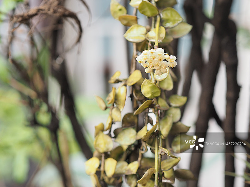 常春藤绿叶图片素材