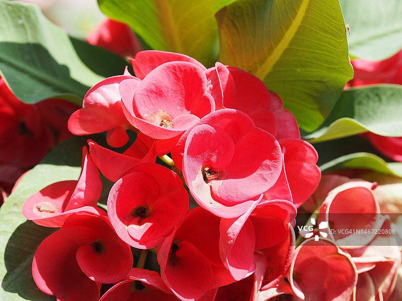 荆棘冠红花图片素材