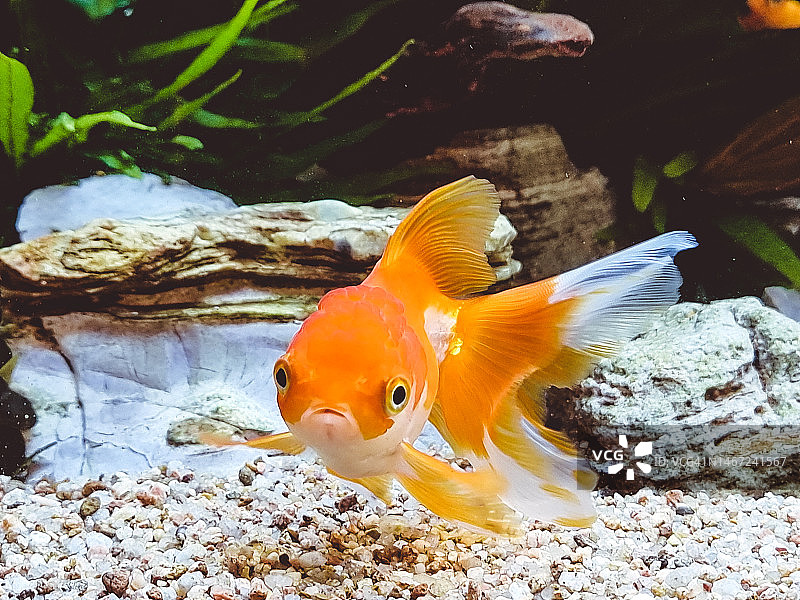 兰寿金鱼图片素材