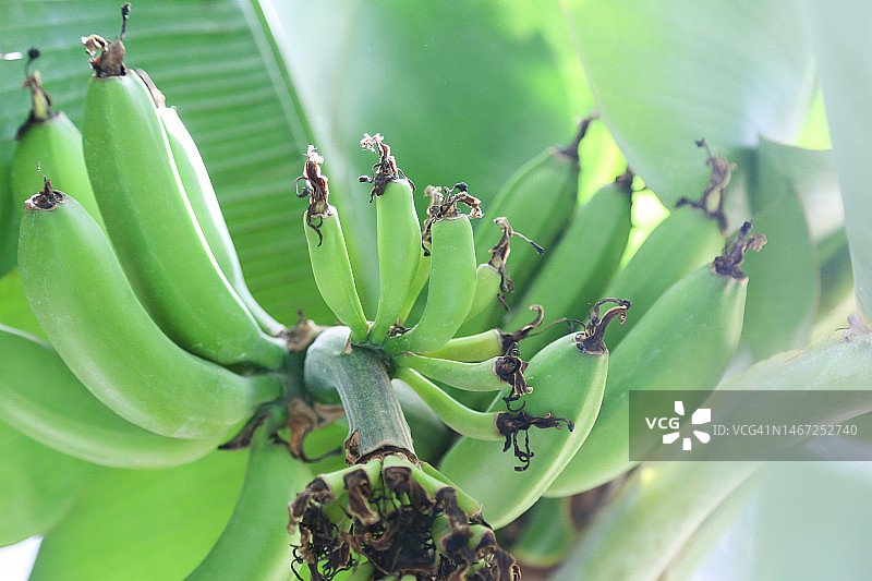 一串小青香蕉图片素材