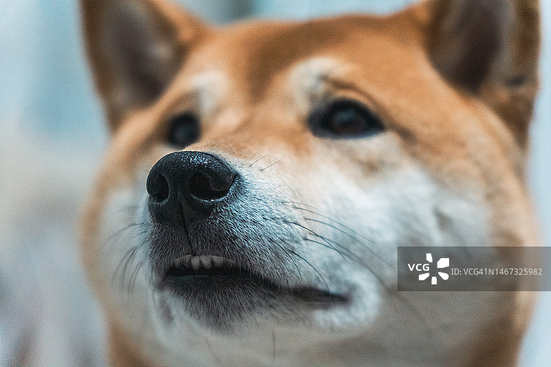 麻纱柴犬图片素材