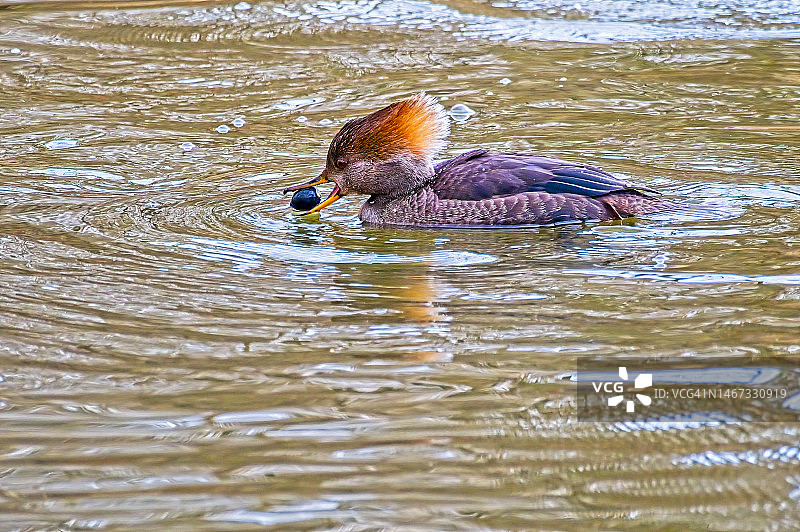 凤头潜鸭图片素材