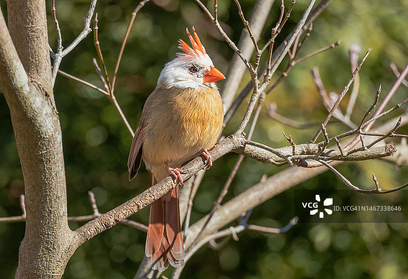 北部的红衣主教图片素材