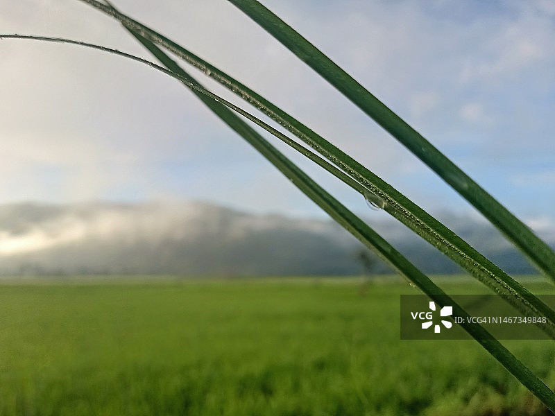 杂草叶子上的露珠图片素材