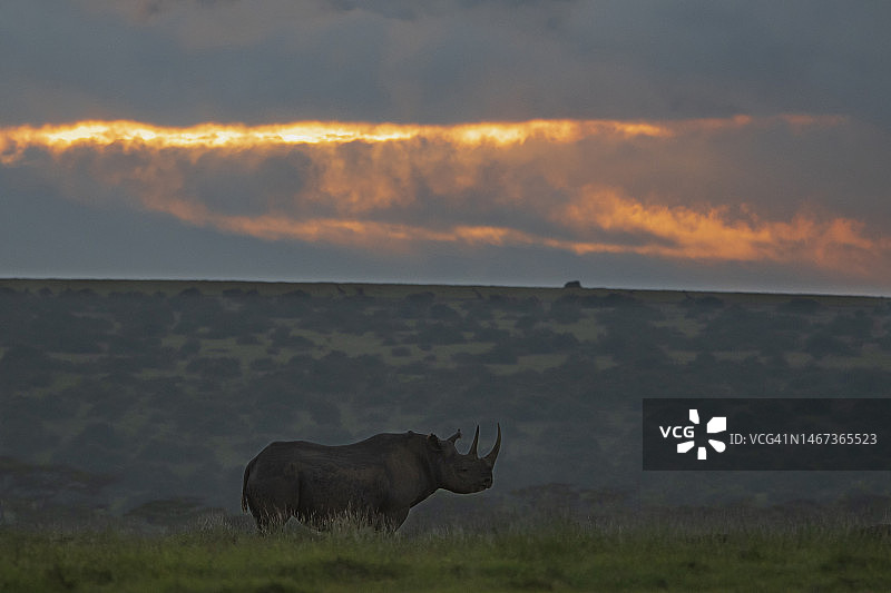 肯尼亚索里奥禁猎区内的黑犀牛（Diceros bicornis）图片素材