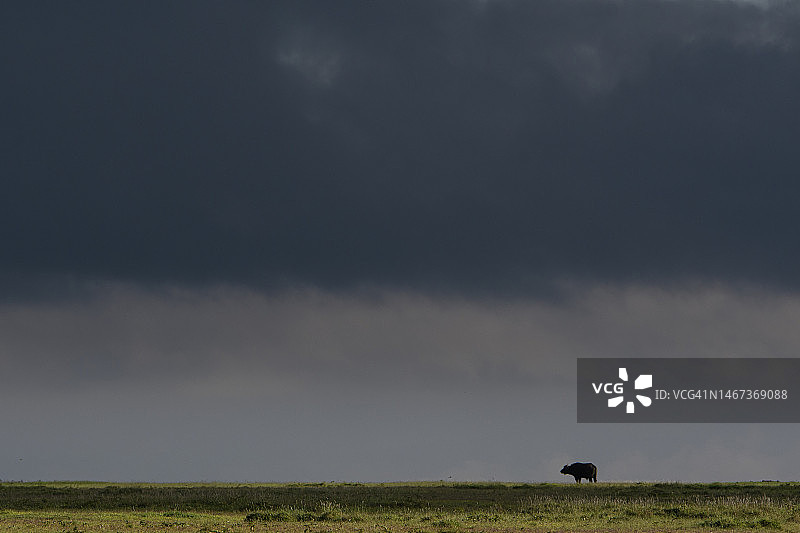 肯尼亚索里奥禁猎区非洲水牛图片素材