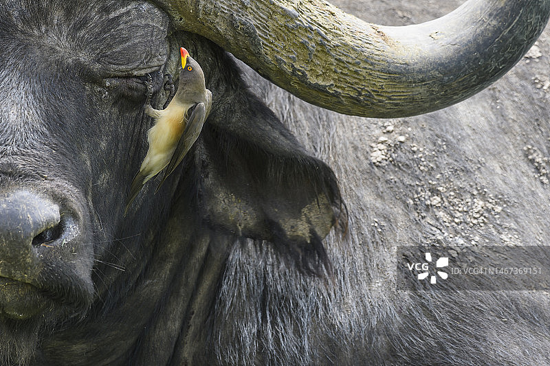 非洲水牛(Syncerus caffer caffer)与红喙牛椋鸟(Buphagus erythrorynchus),肯尼亚索里奥禁猎区图片素材