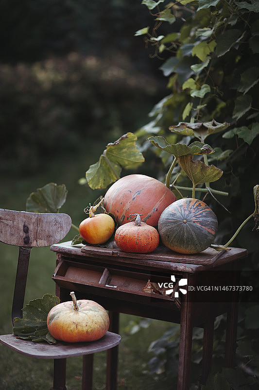 南瓜丰收图片素材