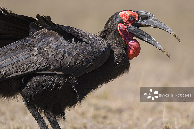 肯尼亚马赛马拉国家公园的南方地犀鸟特写图片素材