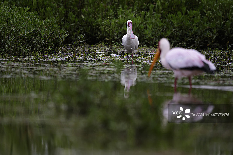 肯尼亚马赛马拉国家公园的非洲琵鹭图片素材