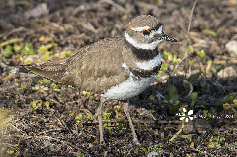 小水鸟图片素材