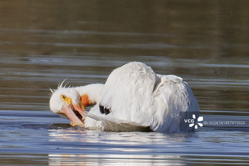 水中梳理羽毛的美国白鹈鹕图片素材