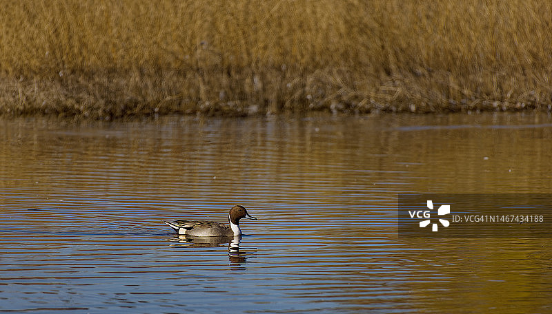 针尾鸭游水图片素材